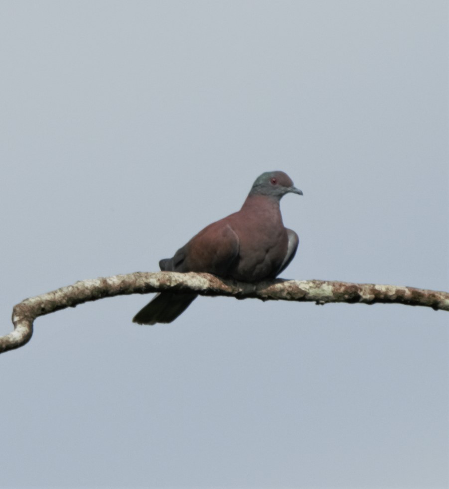 Pale-vented Pigeon - Sue Riffe