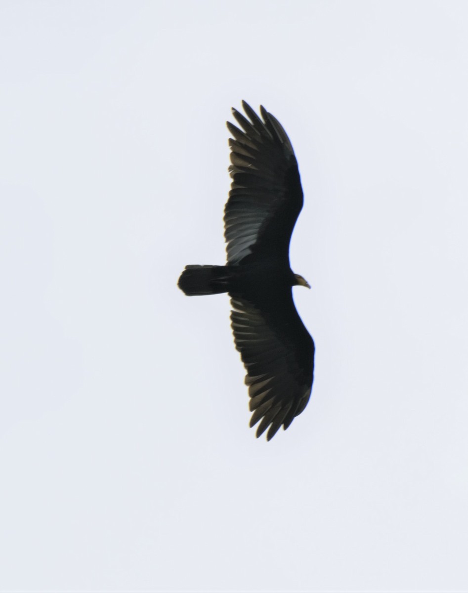 Greater Yellow-headed Vulture - Sue Riffe