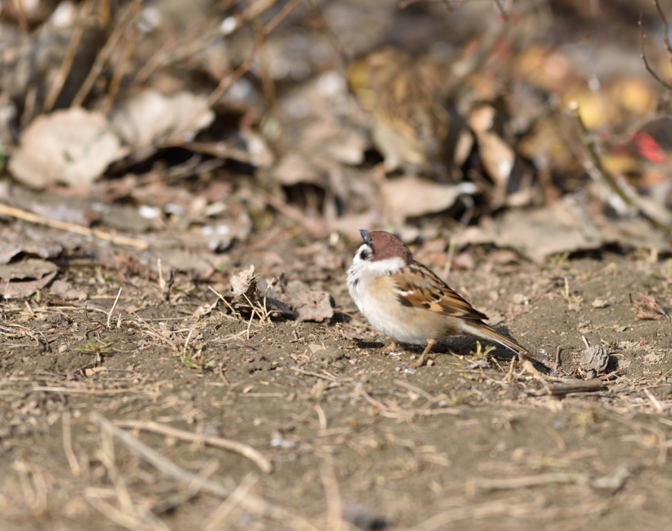 Eurasian Tree Sparrow - ML140181501