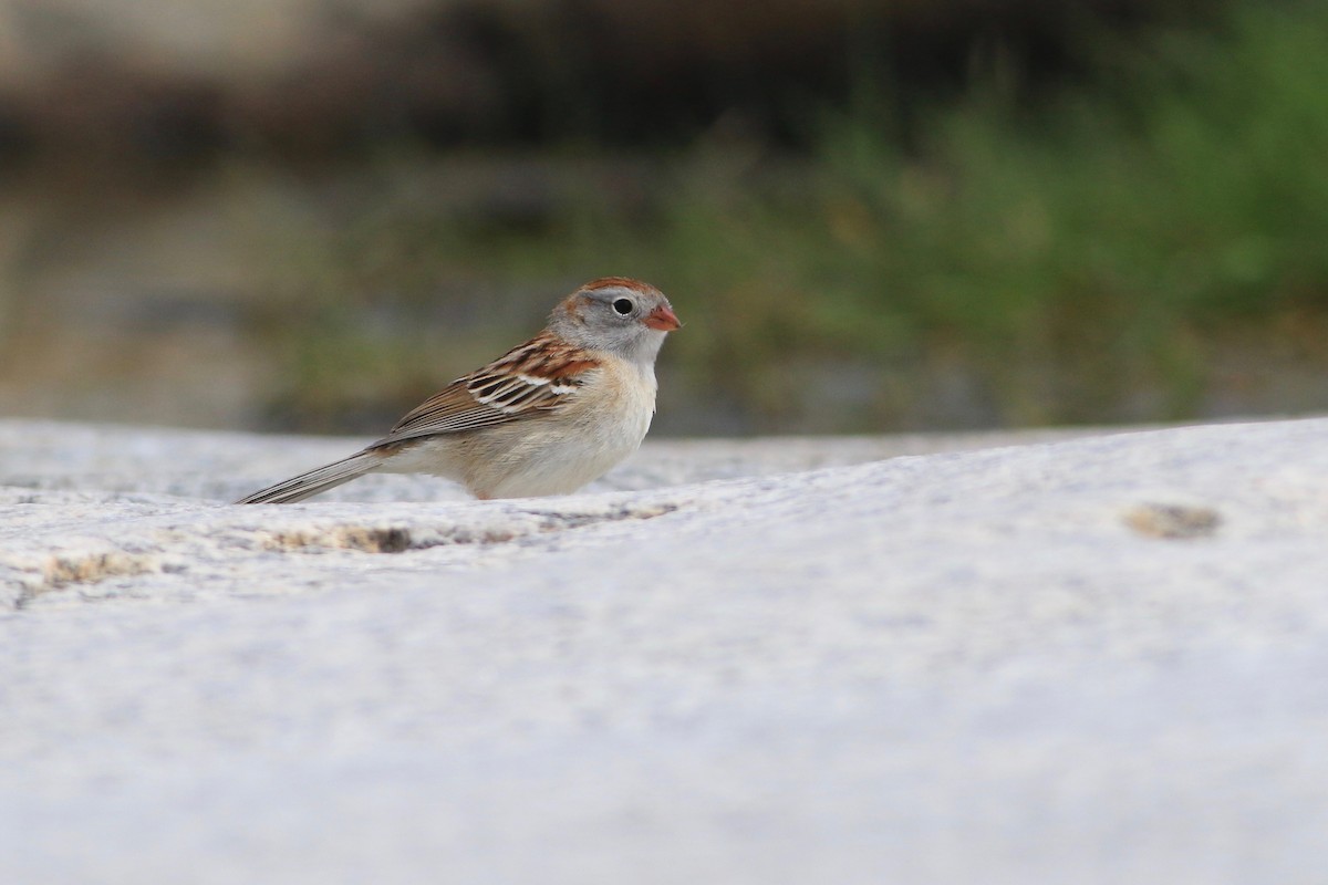 Field Sparrow - Keenan Yakola
