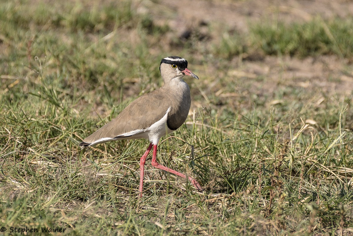 Crowned Lapwing - ML140183061