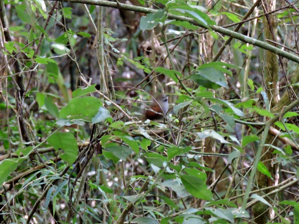 Gray-bellied Spinetail - ML140183081