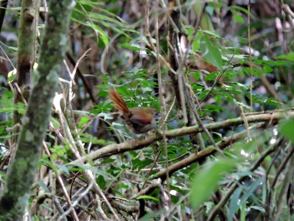 Gray-bellied Spinetail - ML140183091