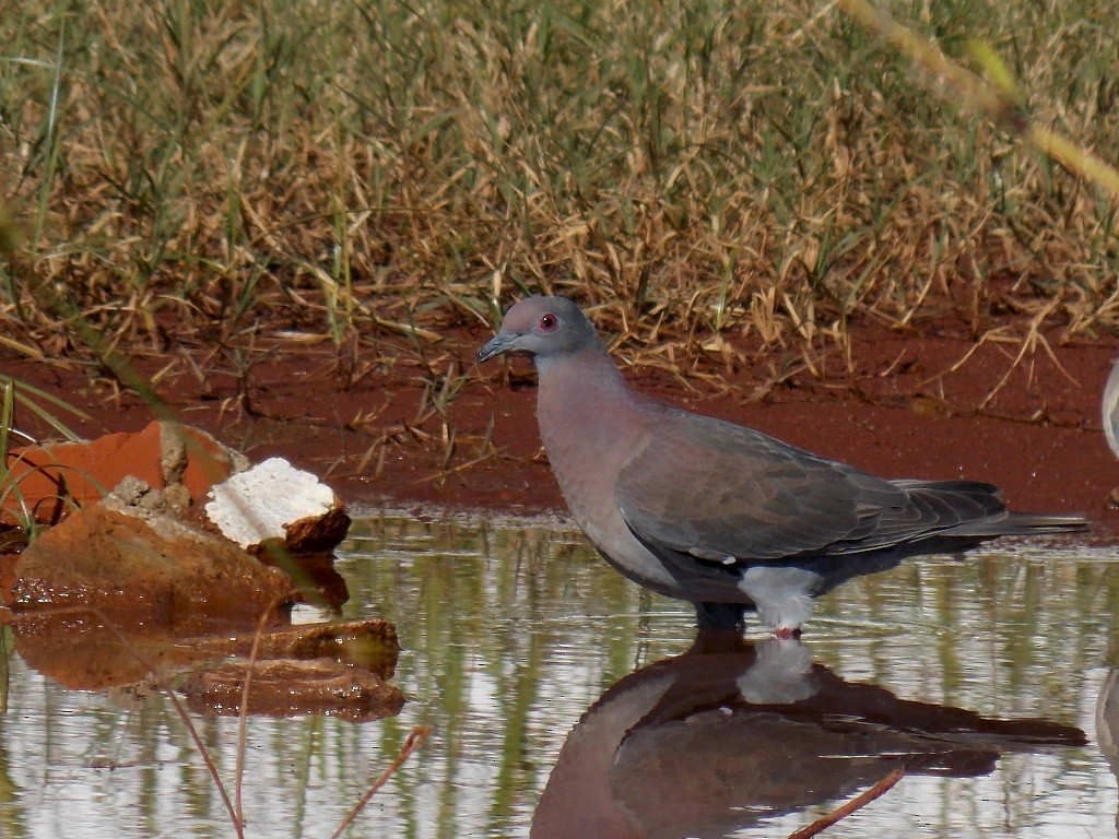 Pale-vented Pigeon - ML140184351