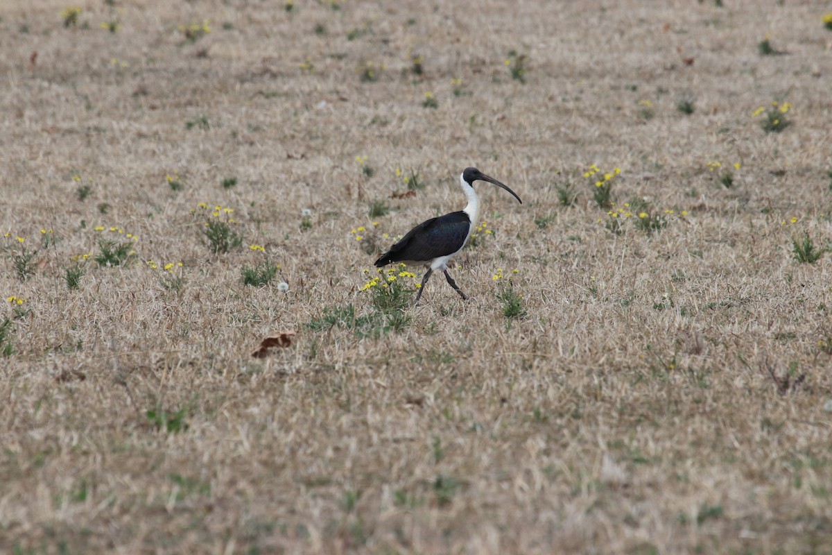 ibis slámokrký - ML140186681