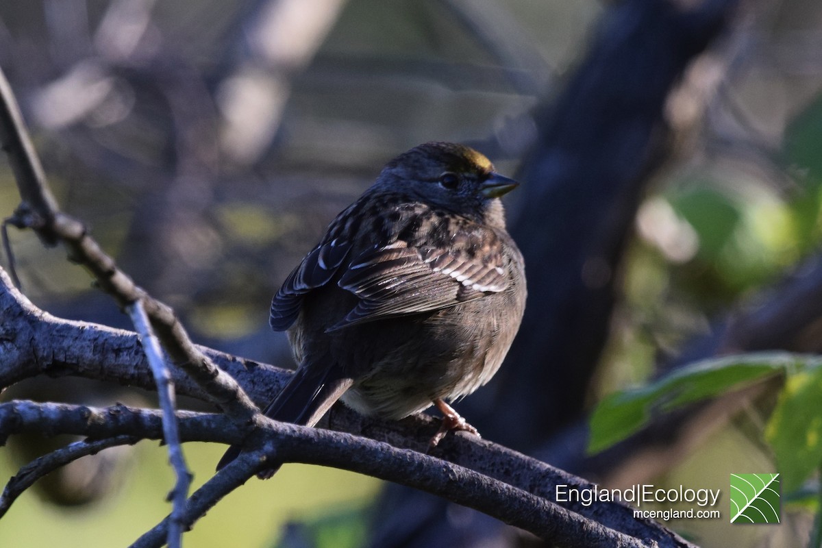 Golden-crowned Sparrow - ML140187981