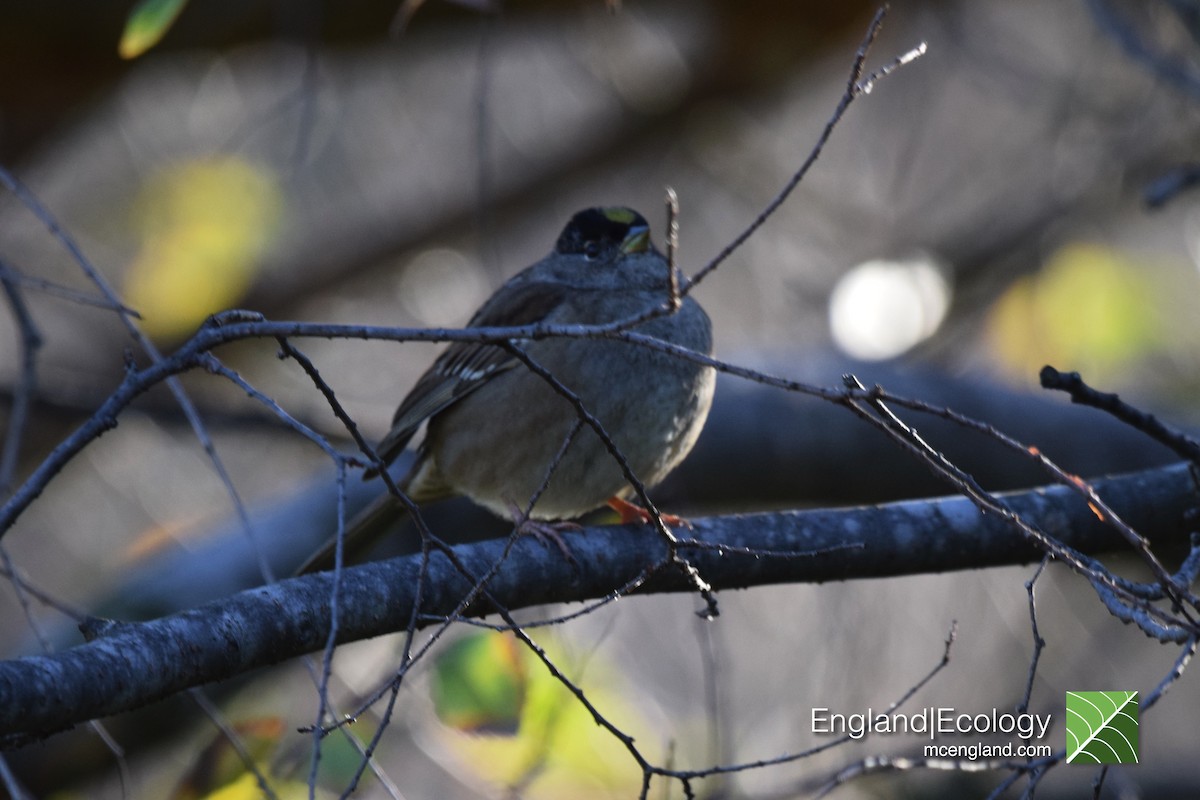 Golden-crowned Sparrow - ML140188001