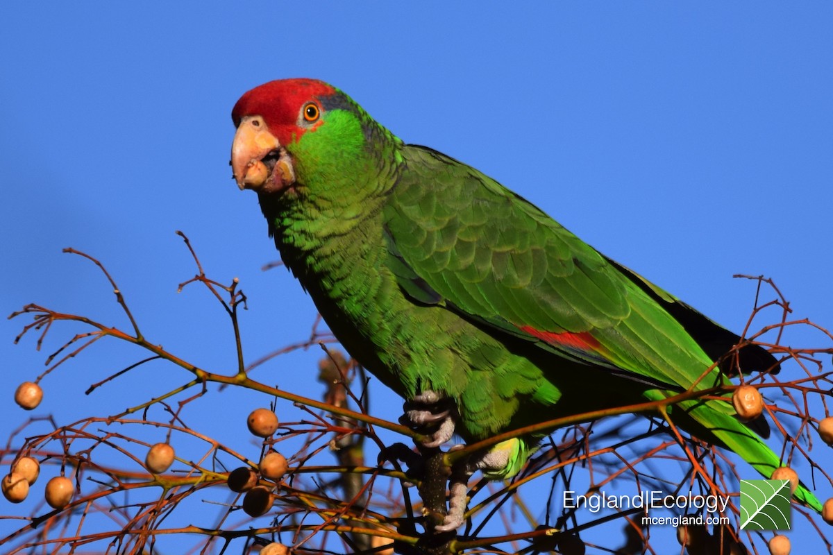 Red-crowned Parrot - ML140188081