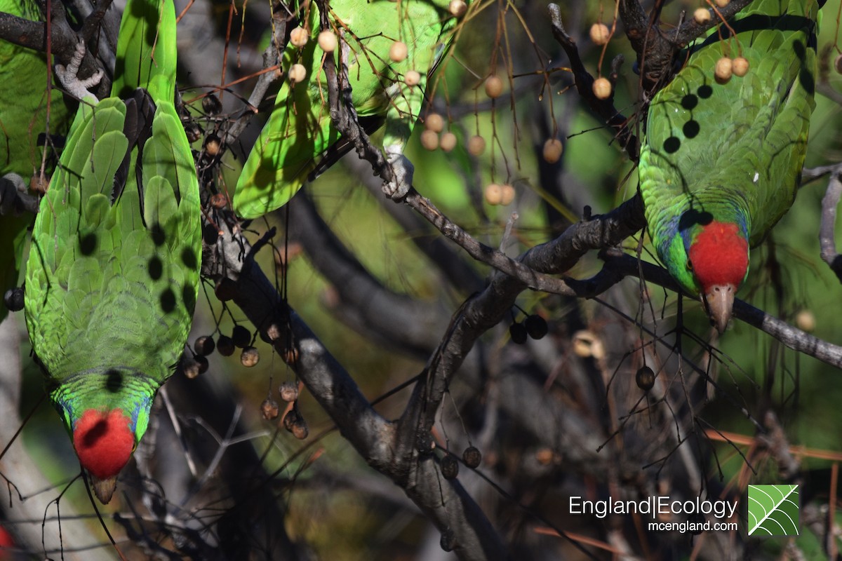 Red-crowned Parrot - Marcus England