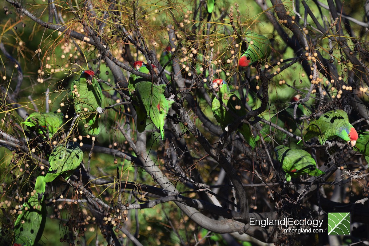 Red-crowned Parrot - ML140188111