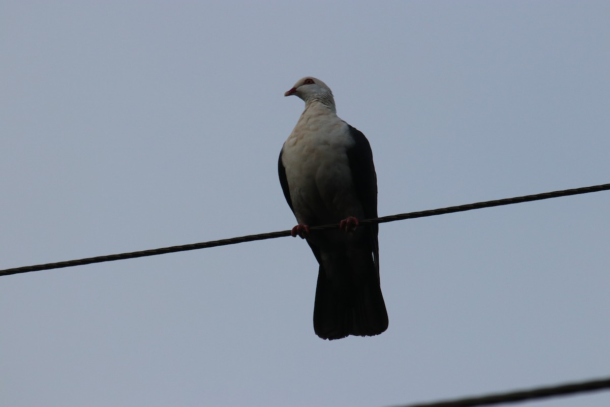 White-headed Pigeon - ML140188811