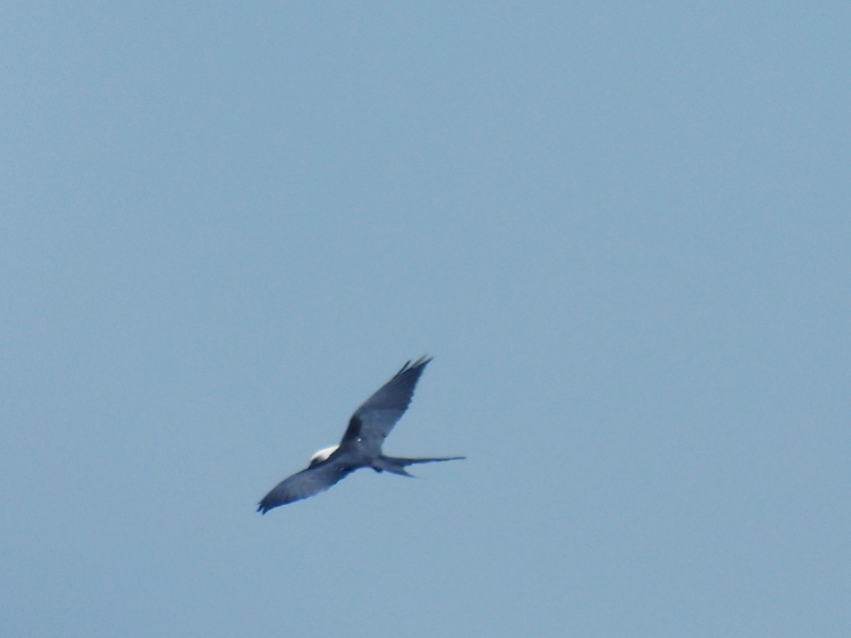 Swallow-tailed Kite - Joel Martinez