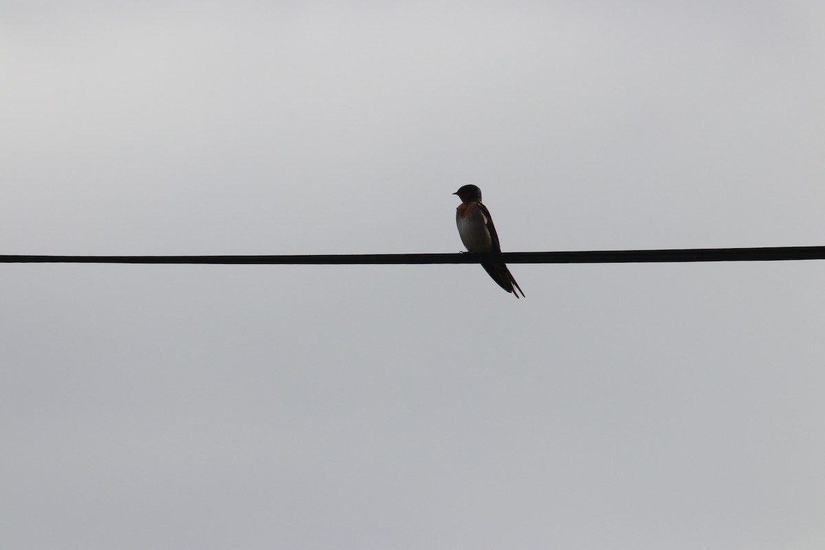Welcome Swallow - ML140190071