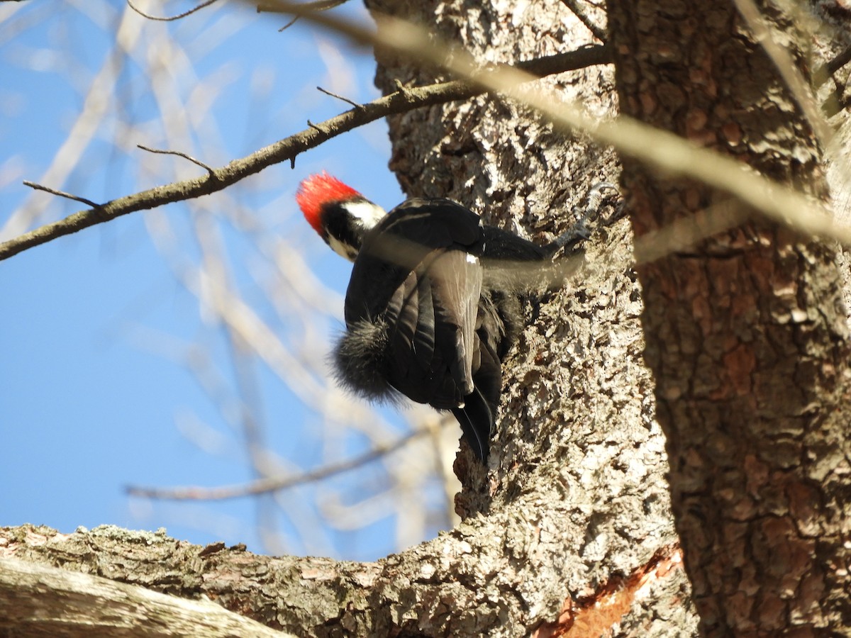 Pileated Woodpecker - Clem Nilan