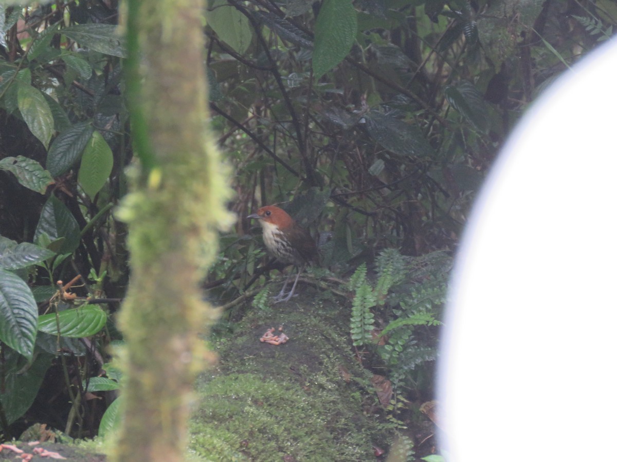Chestnut-crowned Antpitta - Louise Falcon