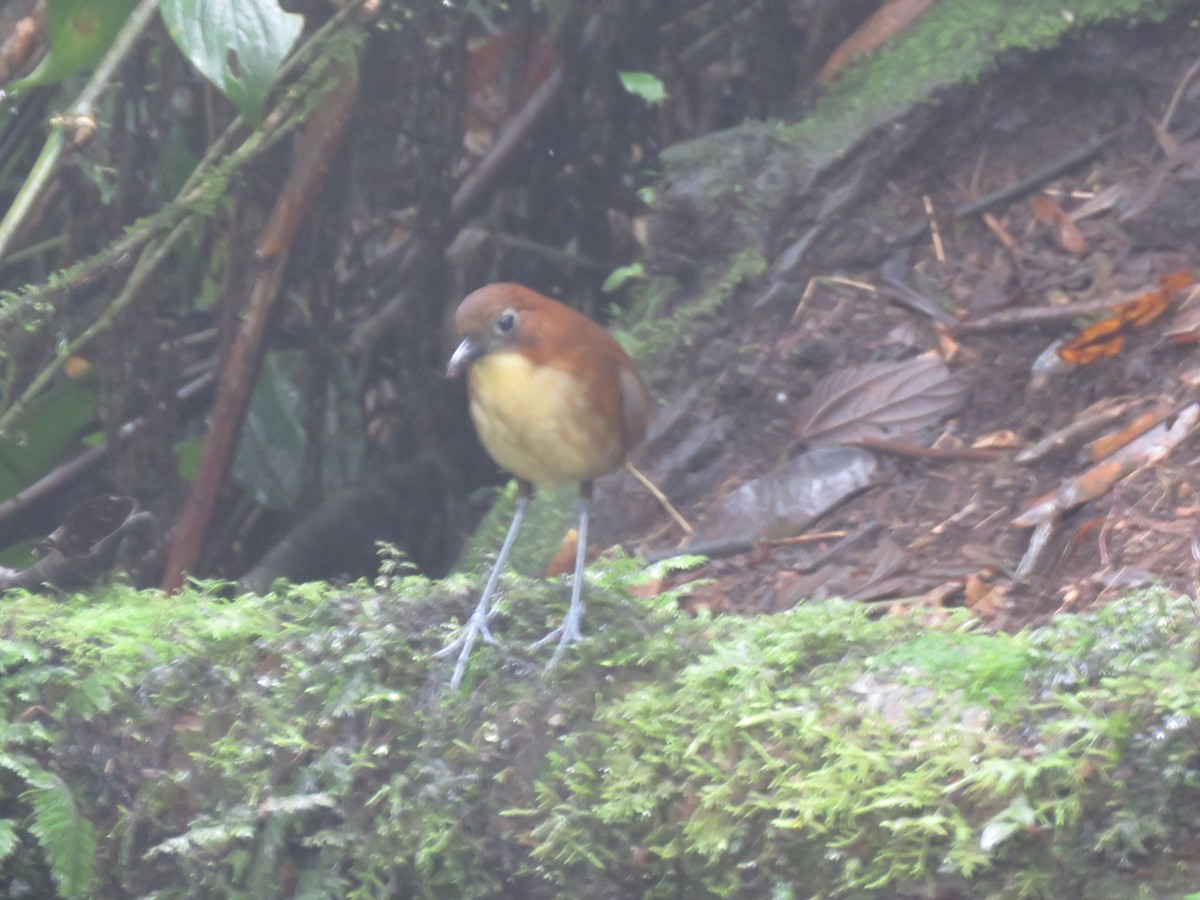 Yellow-breasted Antpitta - Louise Falcon