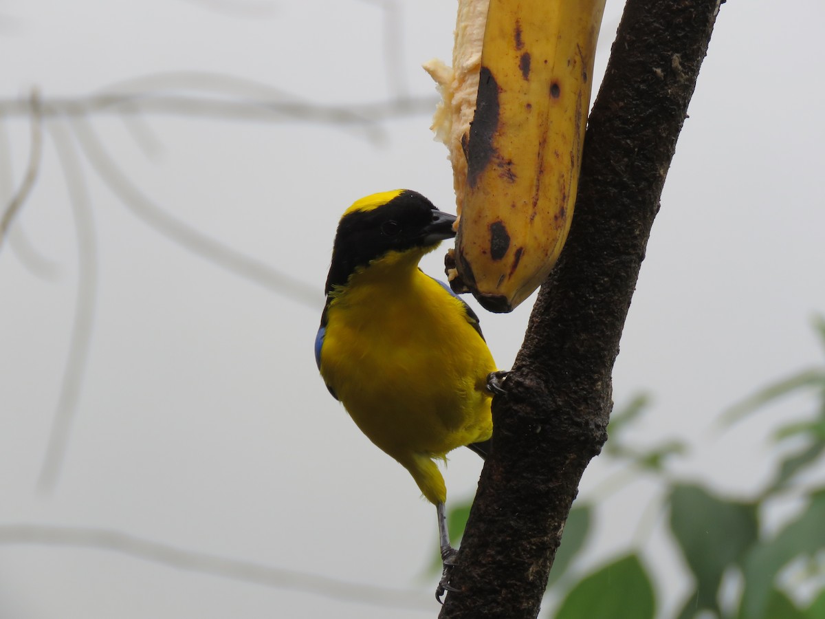 Blue-winged Mountain Tanager - ML140194541