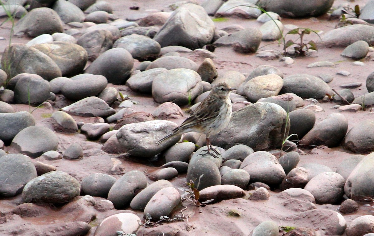 Water Pipit - ML140194851
