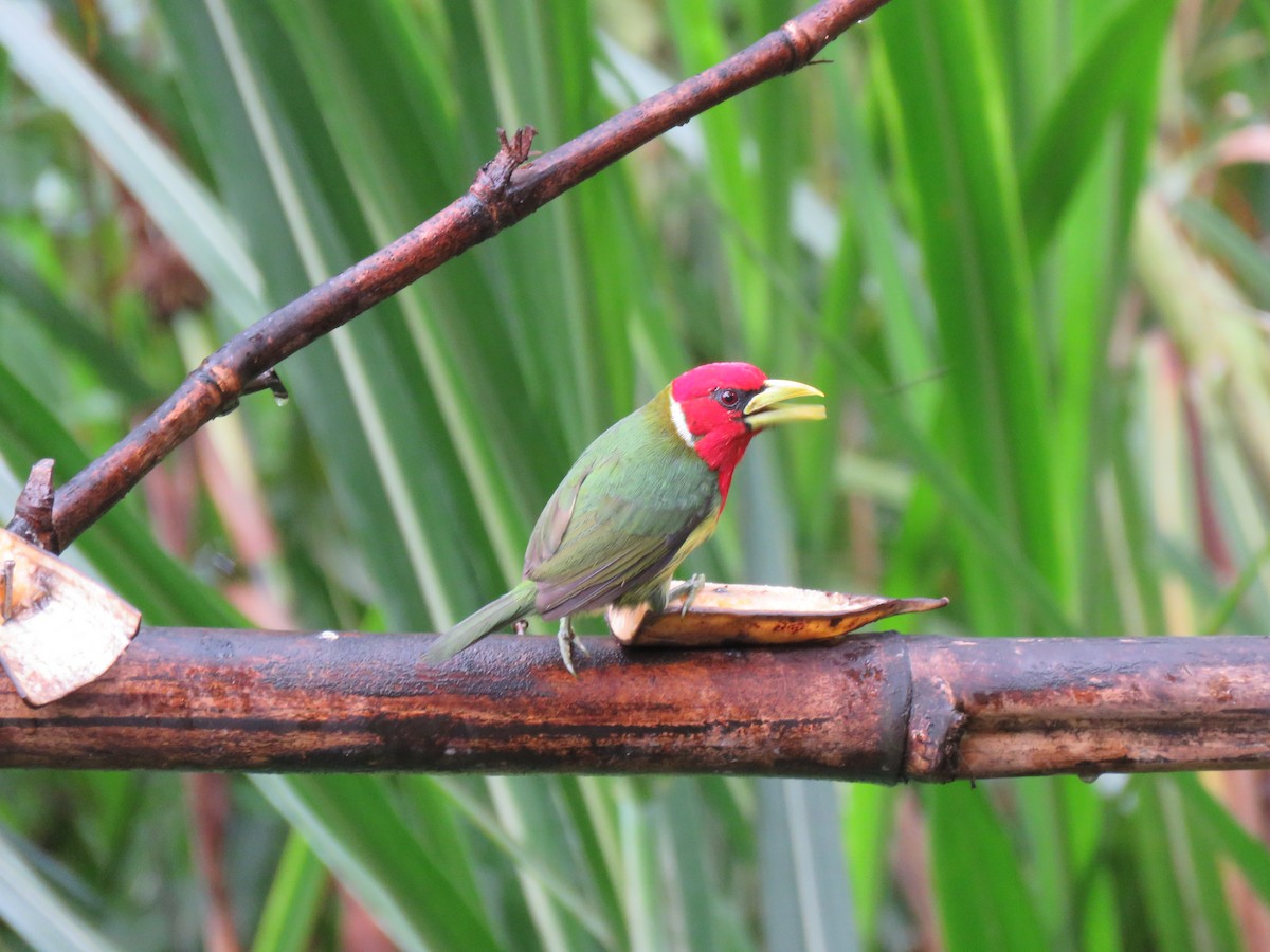 Red-headed Barbet - Louise Falcon