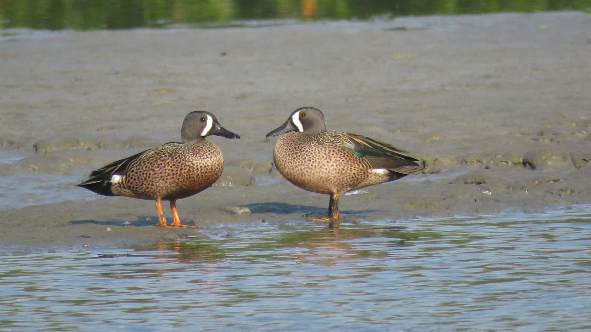 Blue-winged Teal - ML140195631