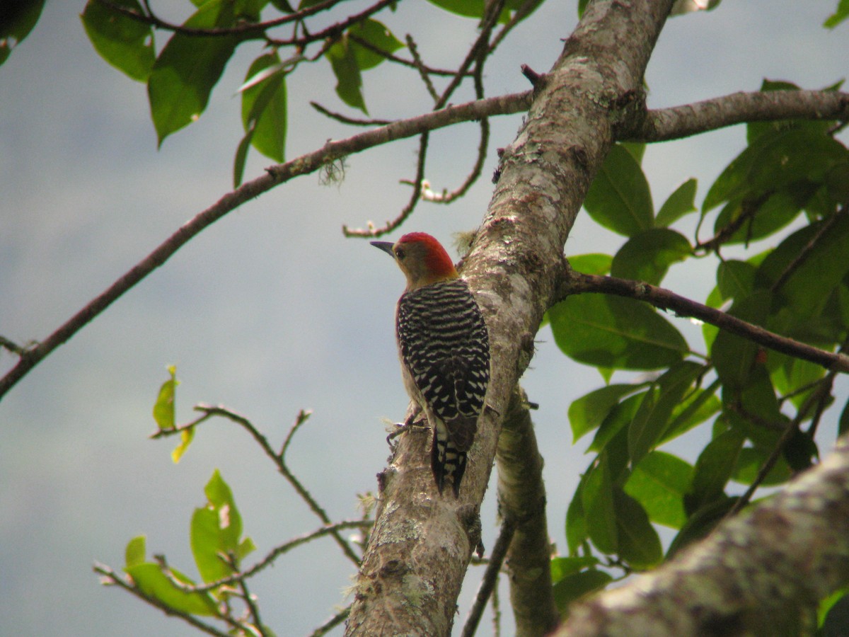 Red-crowned Woodpecker - ML140195811