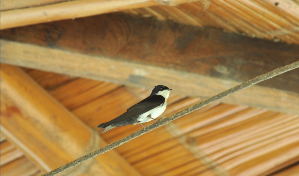 Blue-and-white Swallow - ML140197821