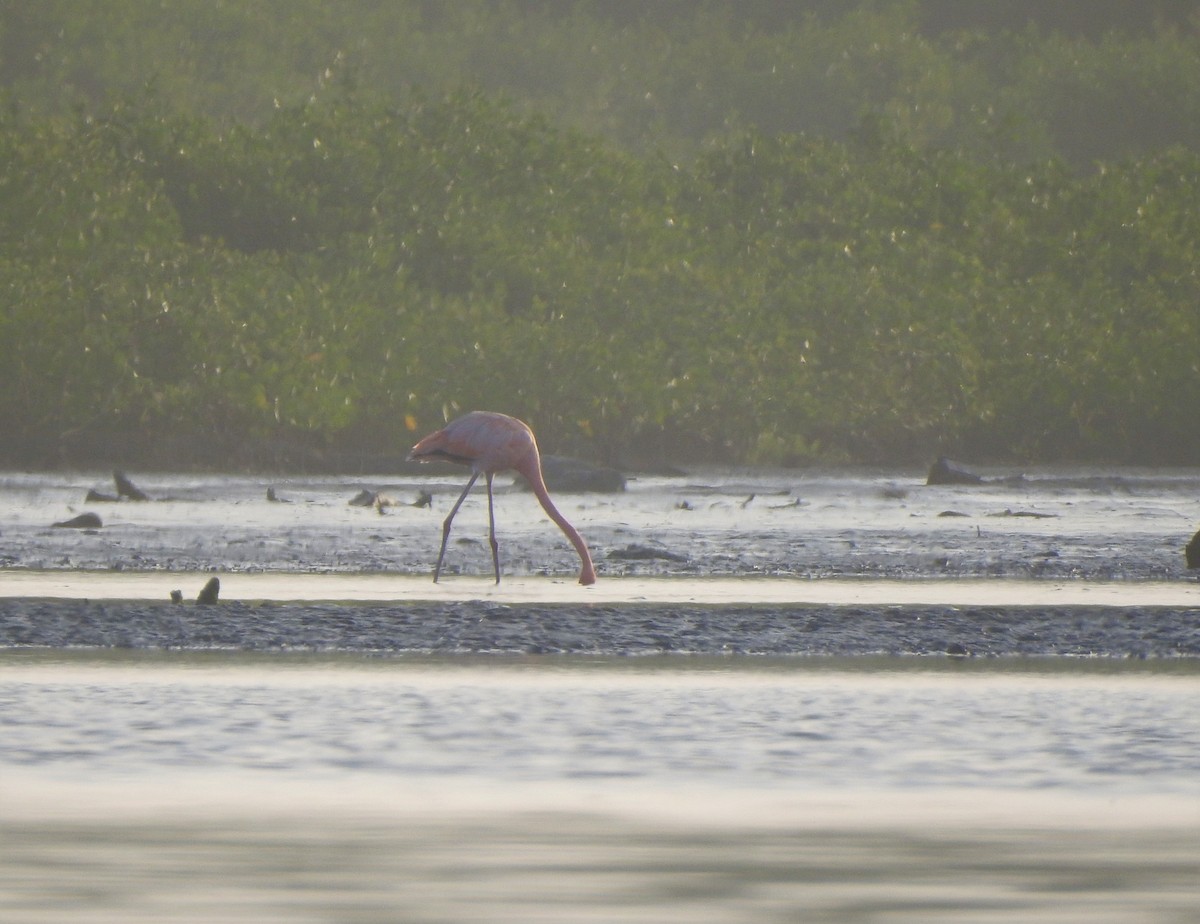 American Flamingo - Hugo Vides