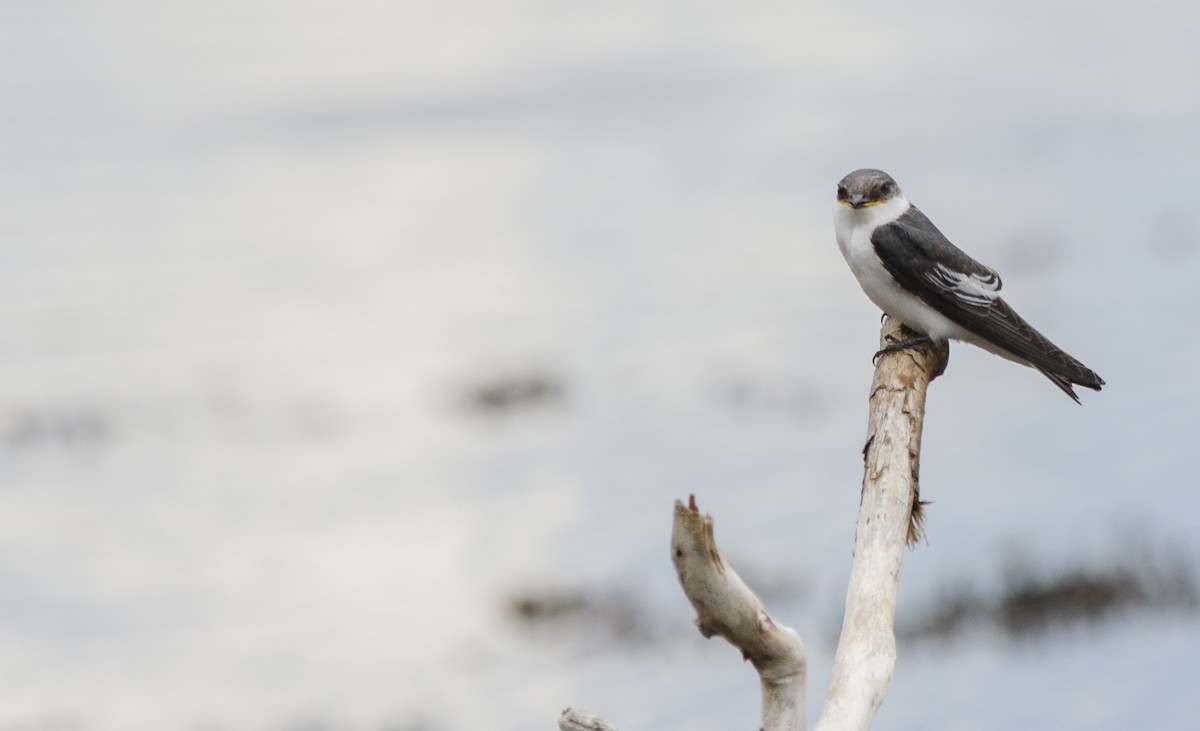White-winged Swallow - ML140199961
