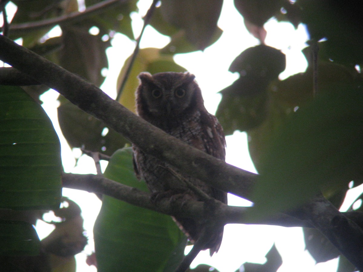 Tropical Screech-Owl - ML140201021