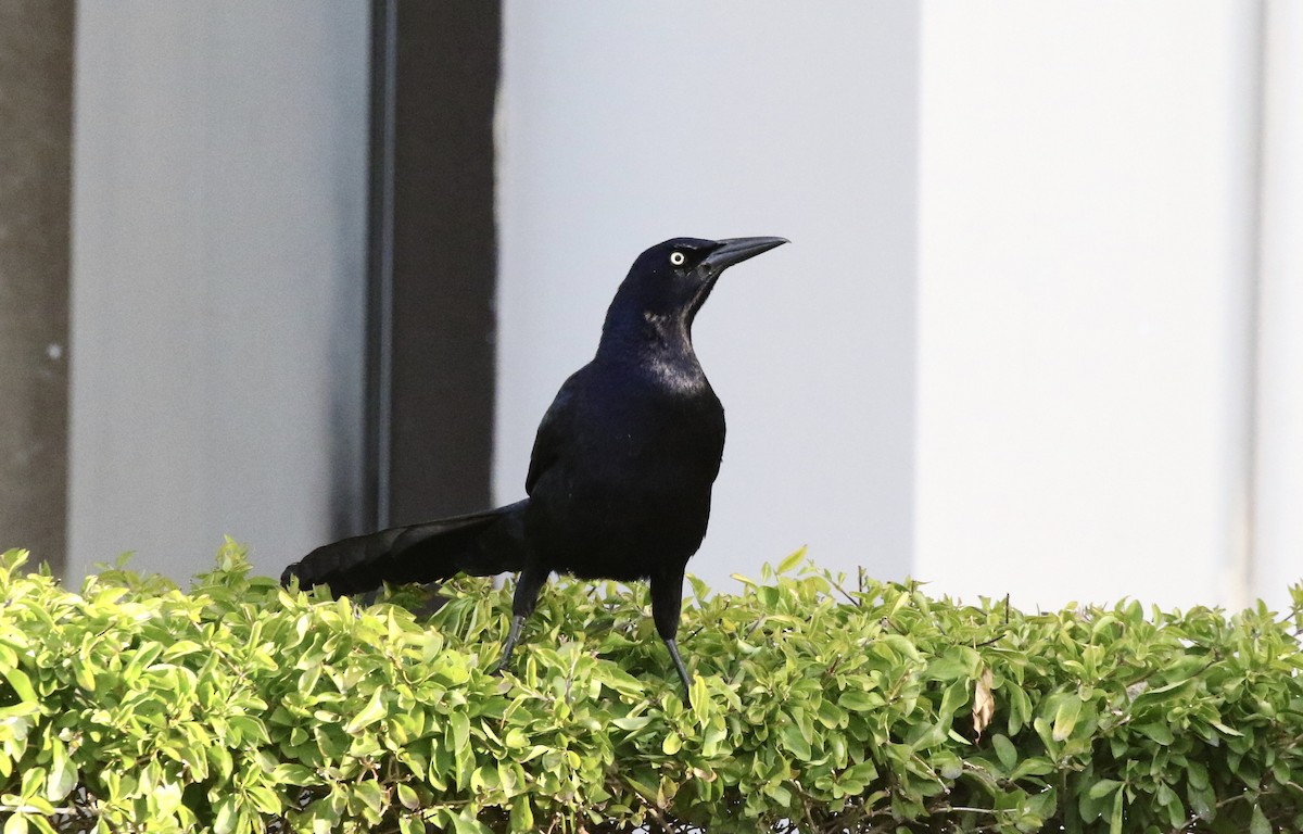 Great-tailed Grackle - ML140201111