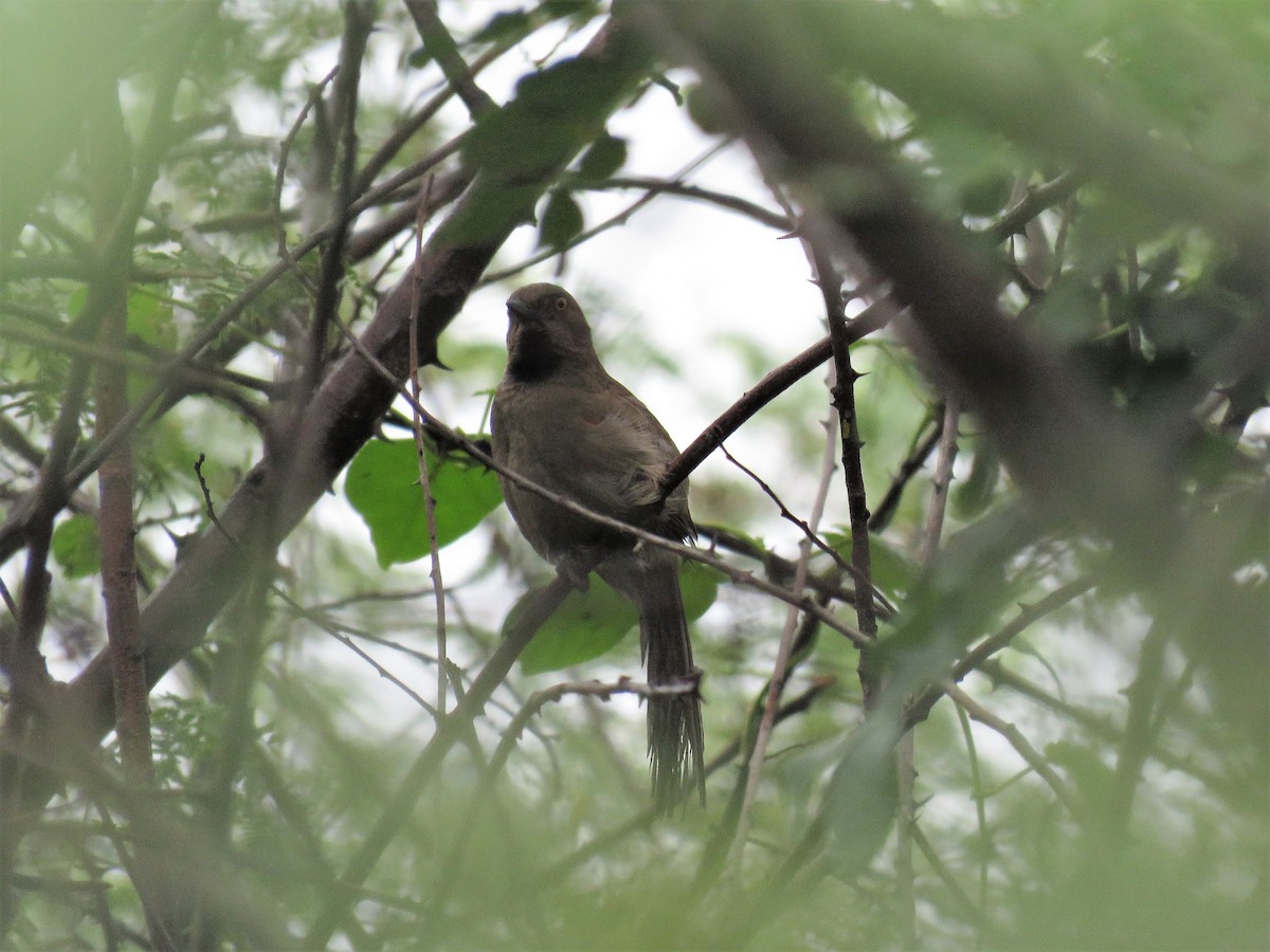 Red-shouldered Spinetail - ML140201271