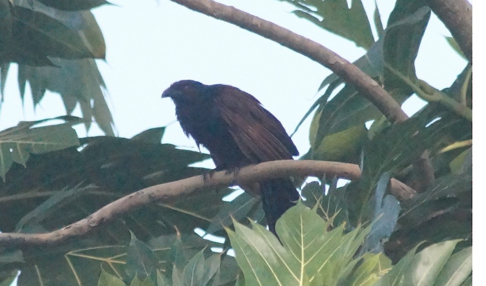 Greater Coucal - ML140201591