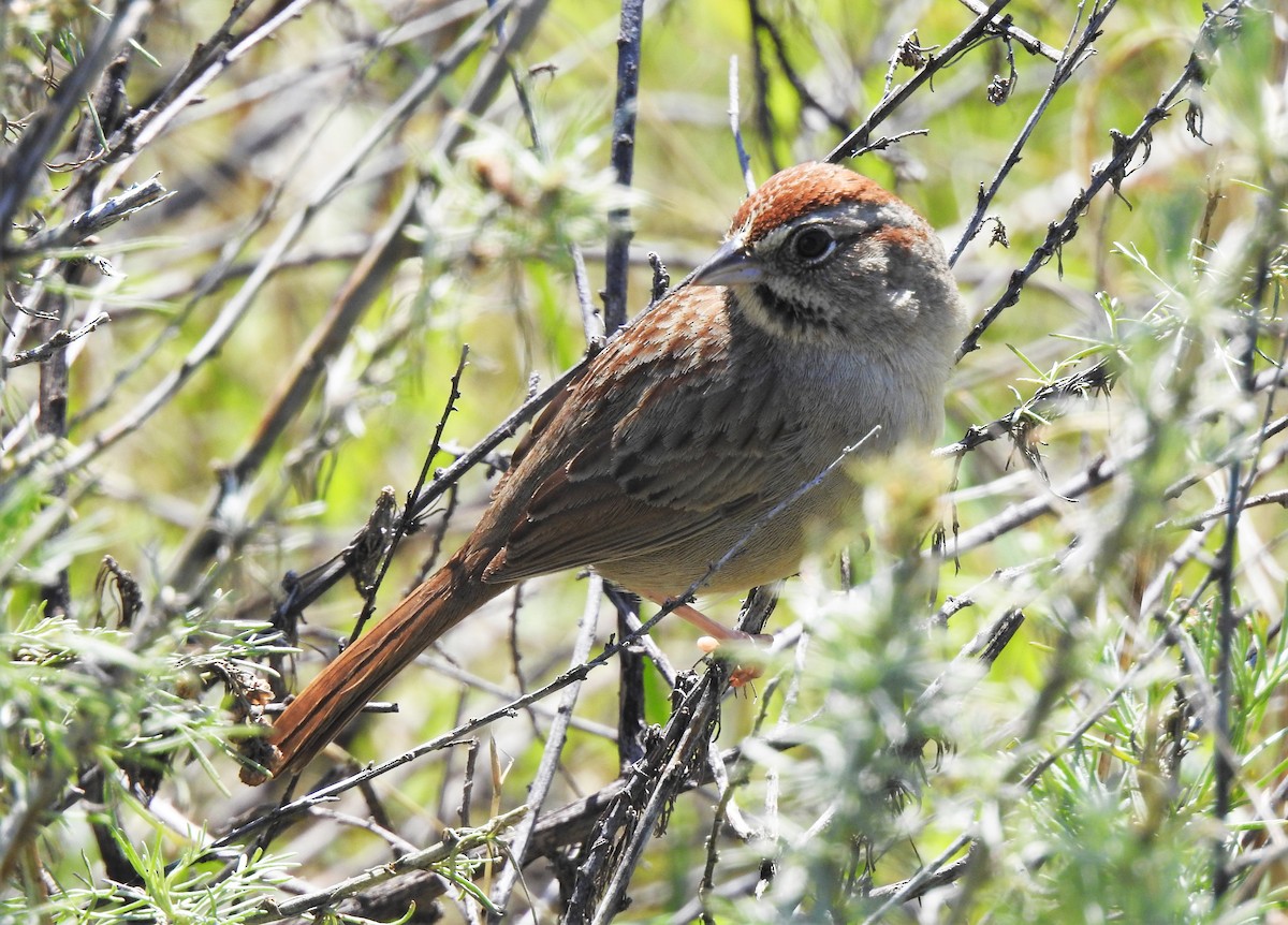 Rufous-crowned Sparrow - Bill Pelletier