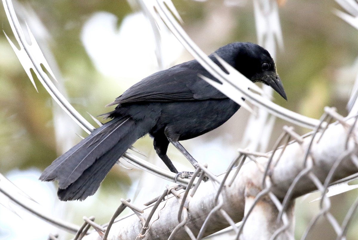 Melodious Blackbird - John Bruin