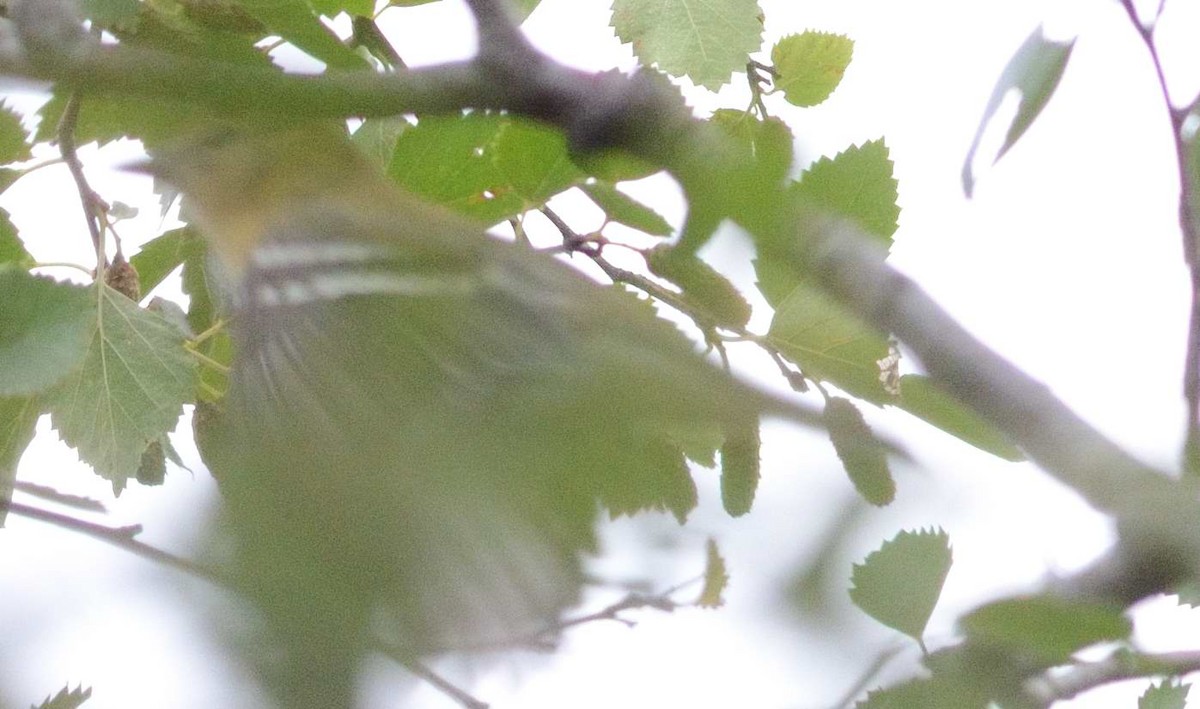 Bay-breasted Warbler - Bernard Tremblay
