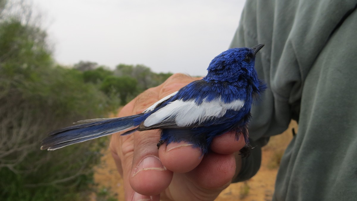 White-winged Fairywren (Blue-and-white) - Mike Webster