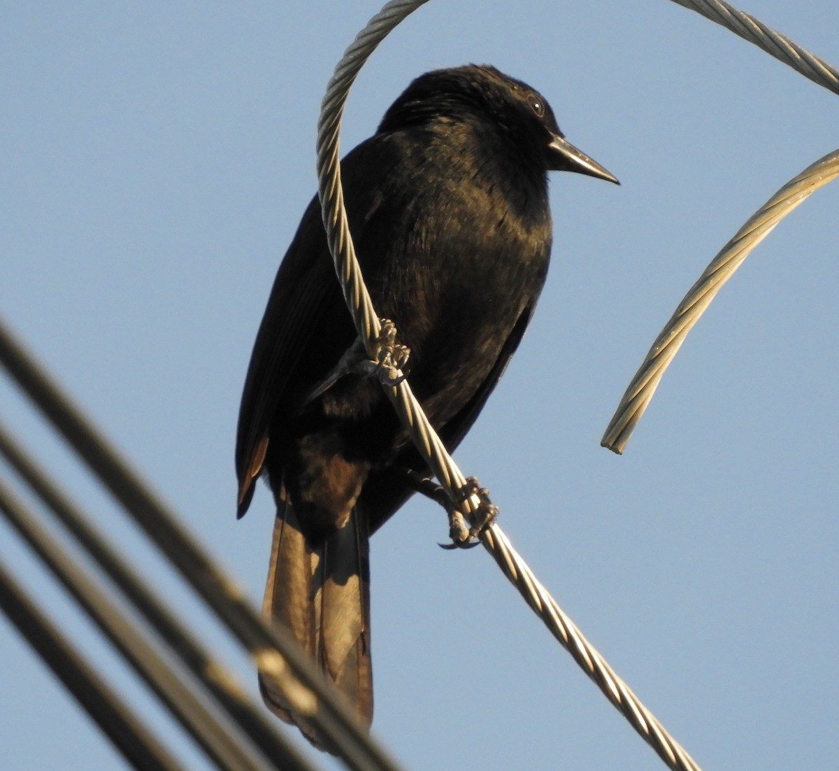 Melodious Blackbird - ML140205091
