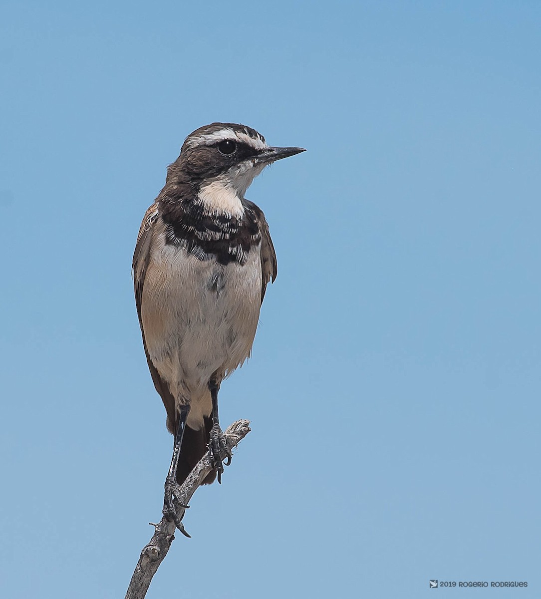 Capped Wheatear - Rogério Rodrigues