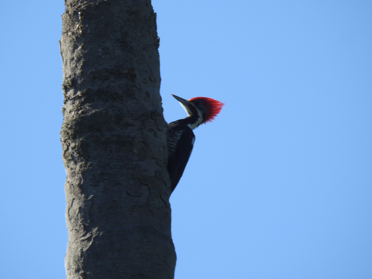 Lineated Woodpecker - Fabricio Candia