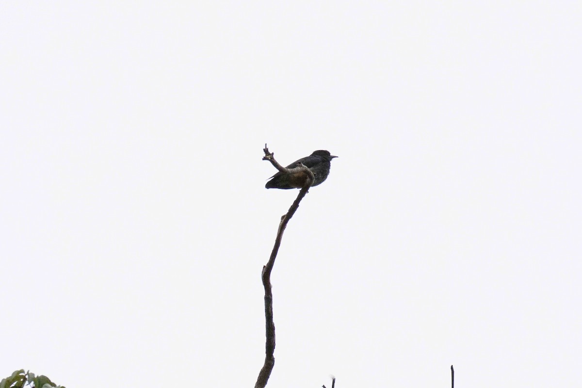 Swallow-winged Puffbird - ML140206721