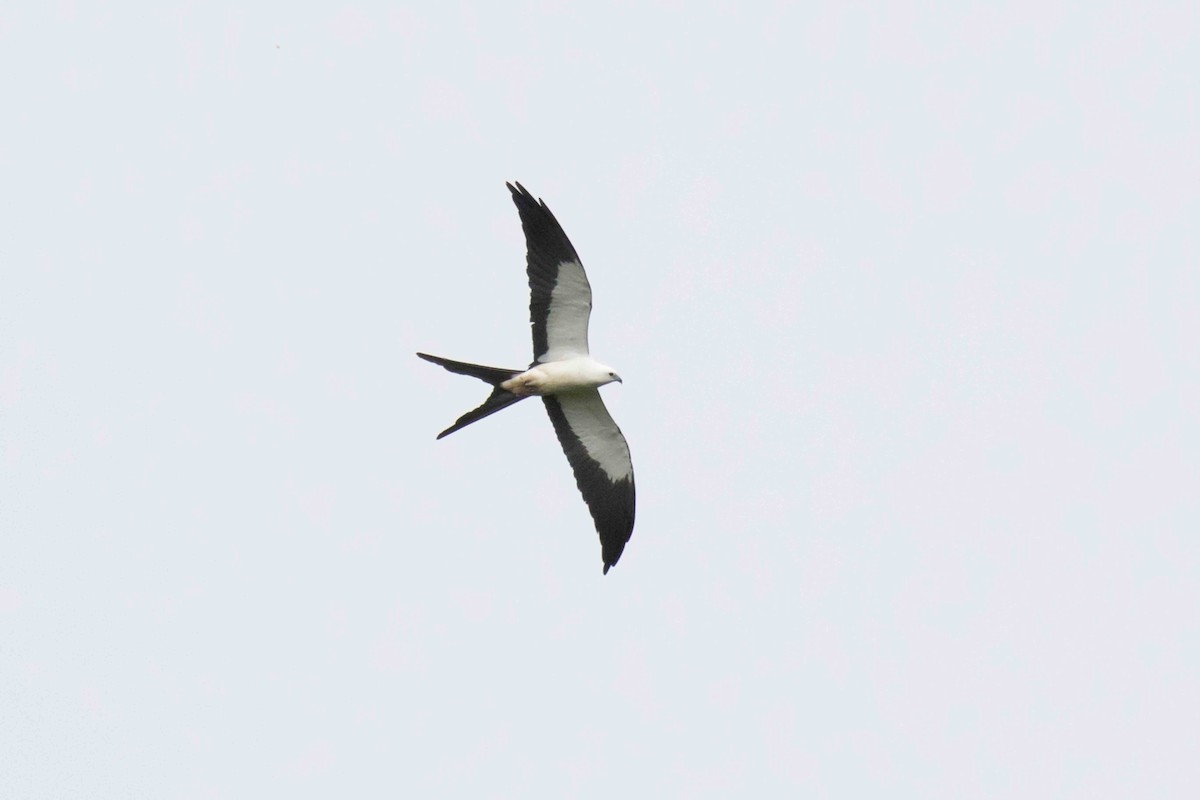 Swallow-tailed Kite - ML140206911