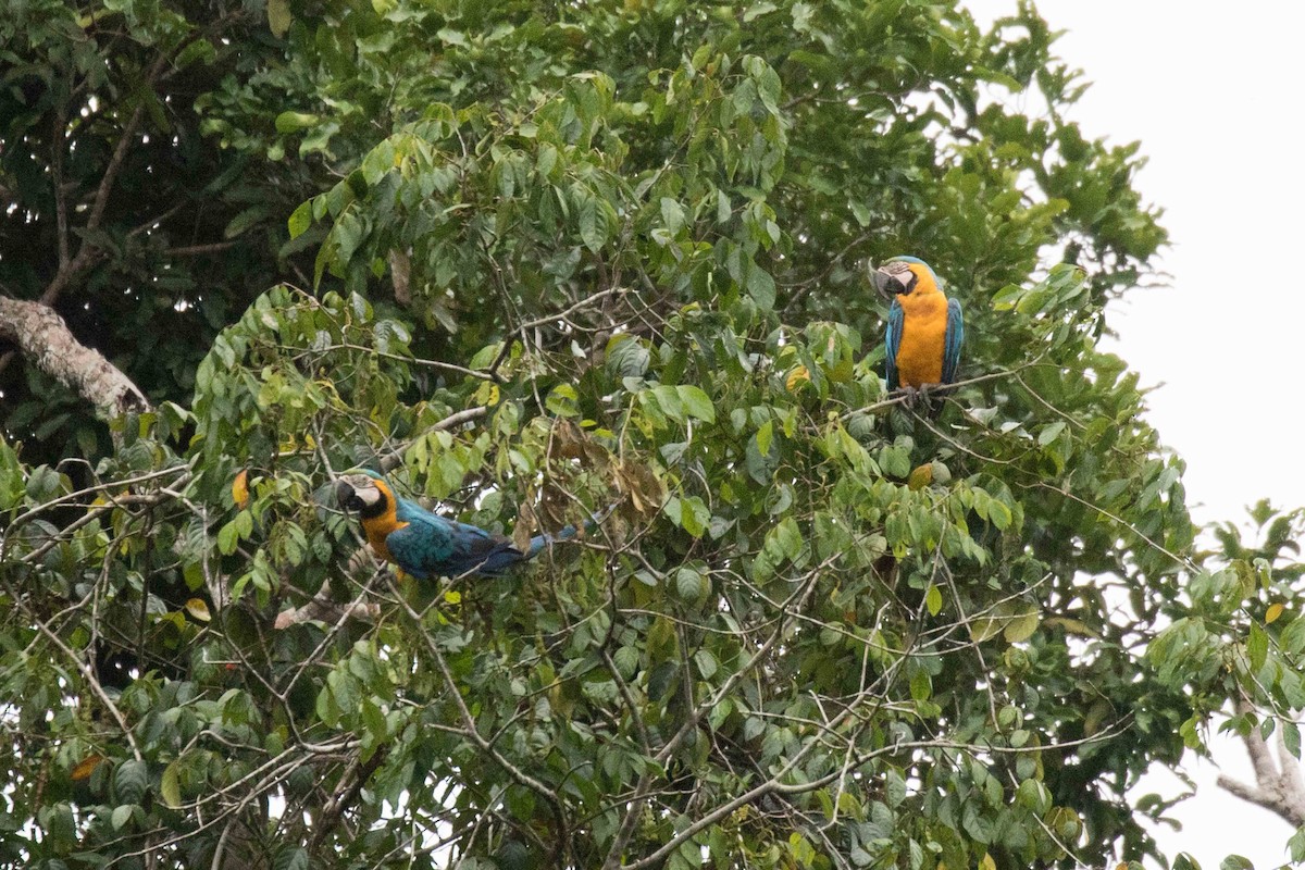 Blue-and-yellow Macaw - ML140207151
