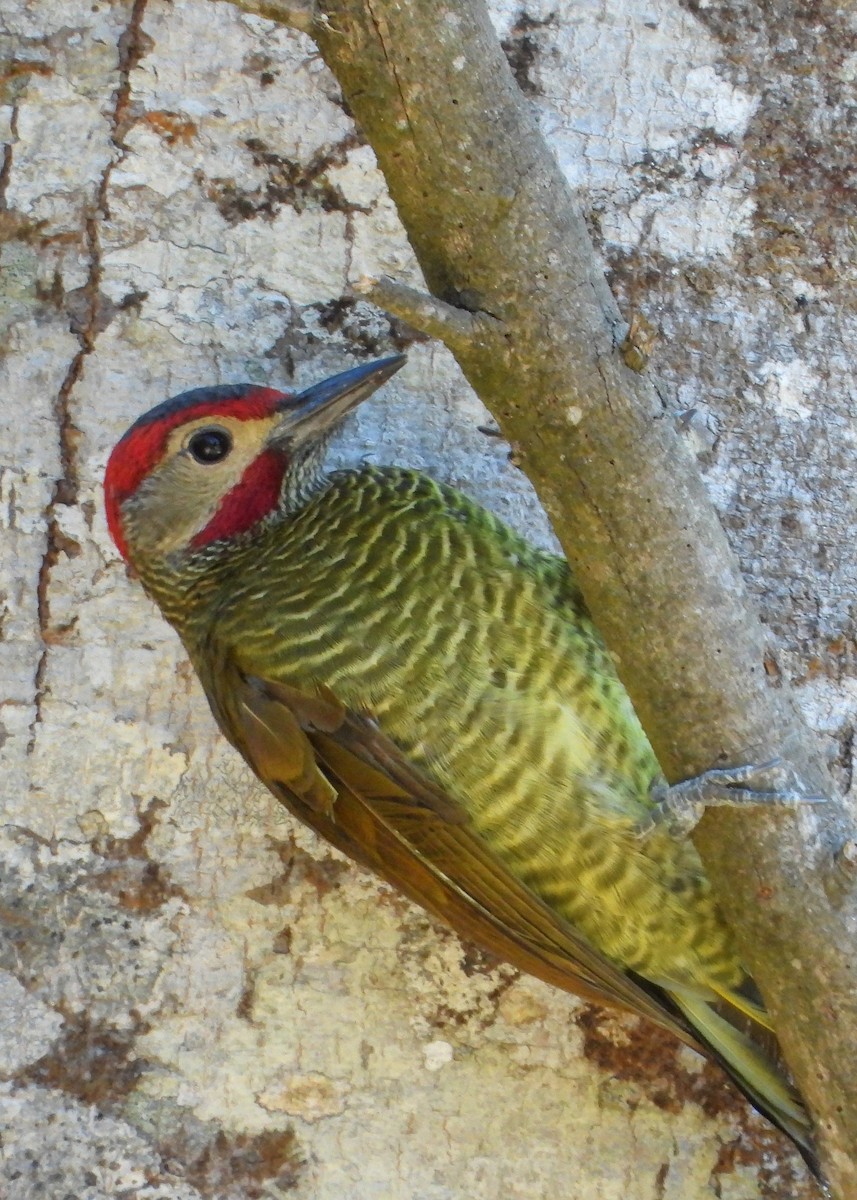 Golden-olive Woodpecker - Jeanette Stone