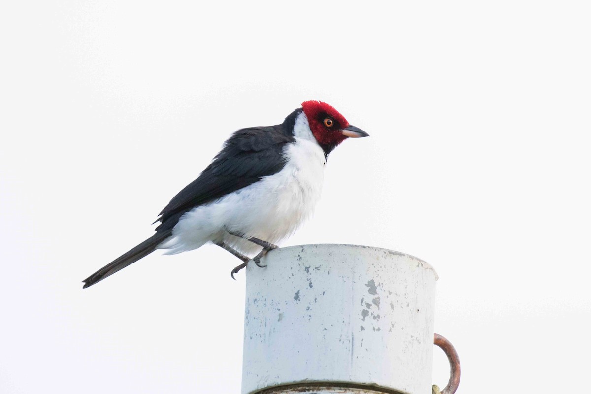 Red-capped Cardinal - ML140208991