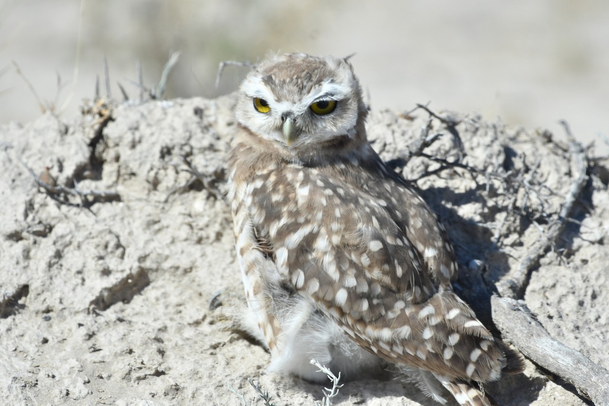 Burrowing Owl - ML140210531
