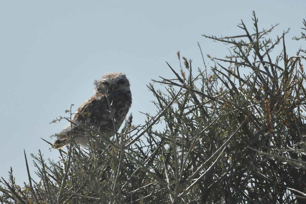 Burrowing Owl - ML140210581
