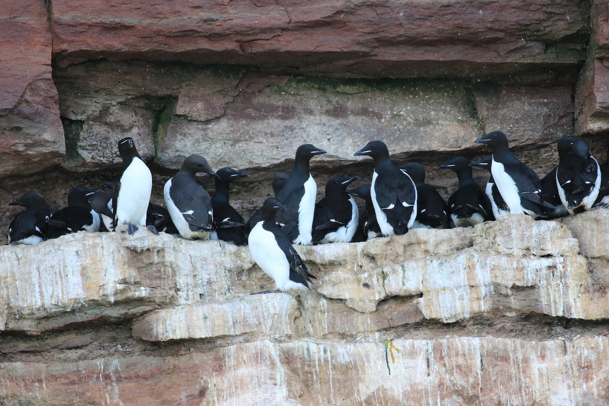 Thick-billed Murre - Christian Marcotte