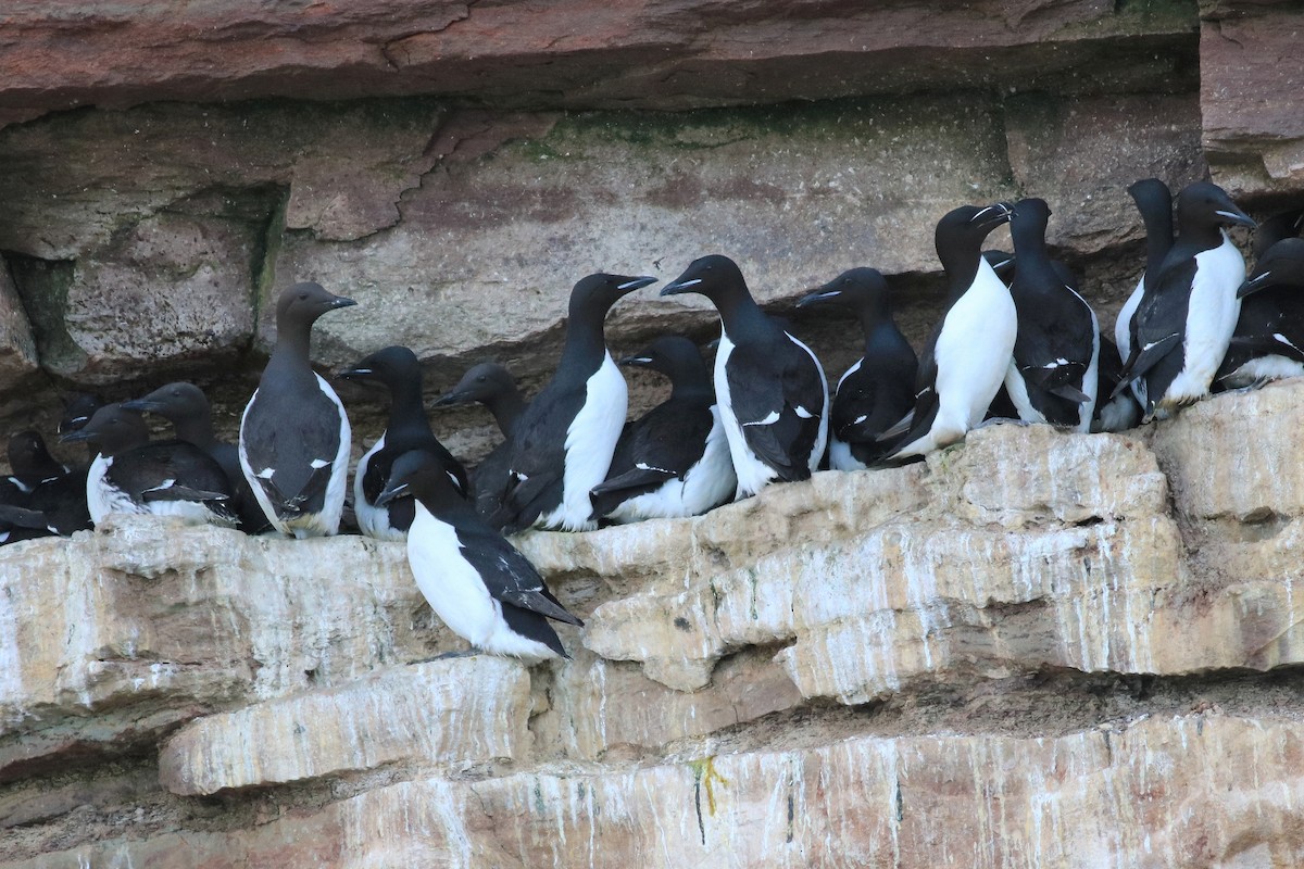Thick-billed Murre - ML140215681