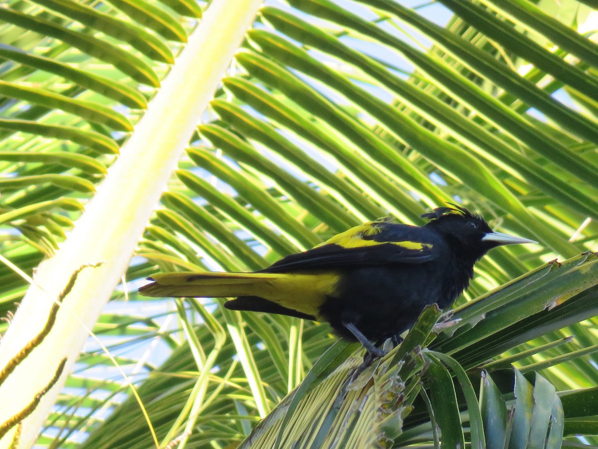 Yellow-winged Cacique - ML140215931