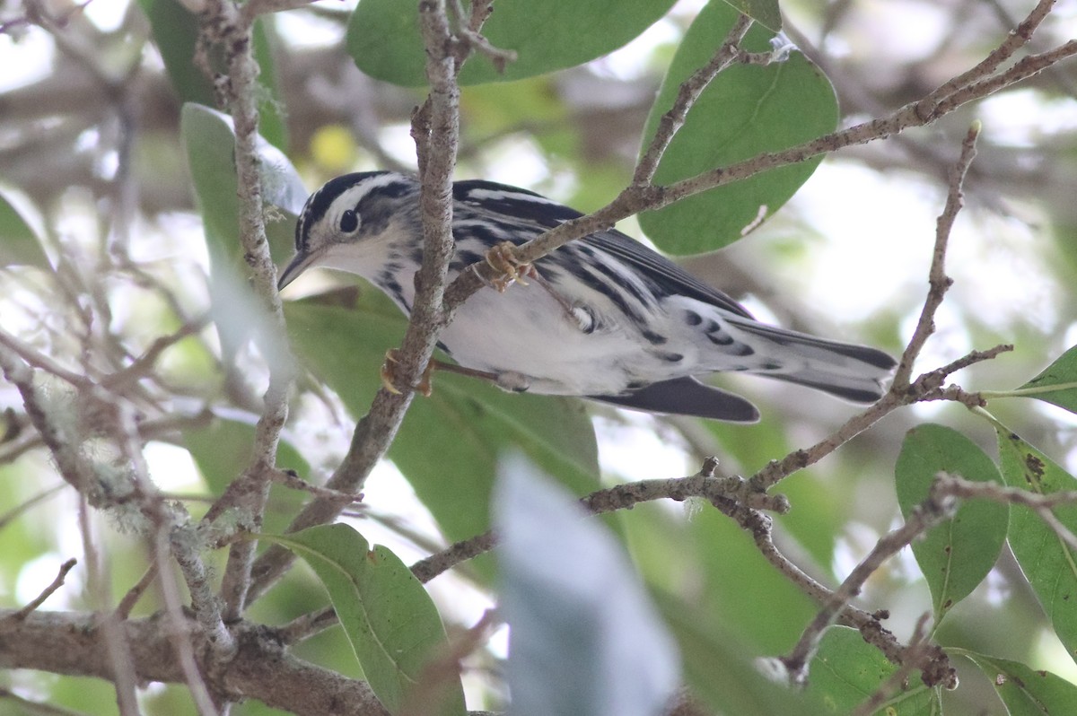Black-and-white Warbler - Cameron Rutt